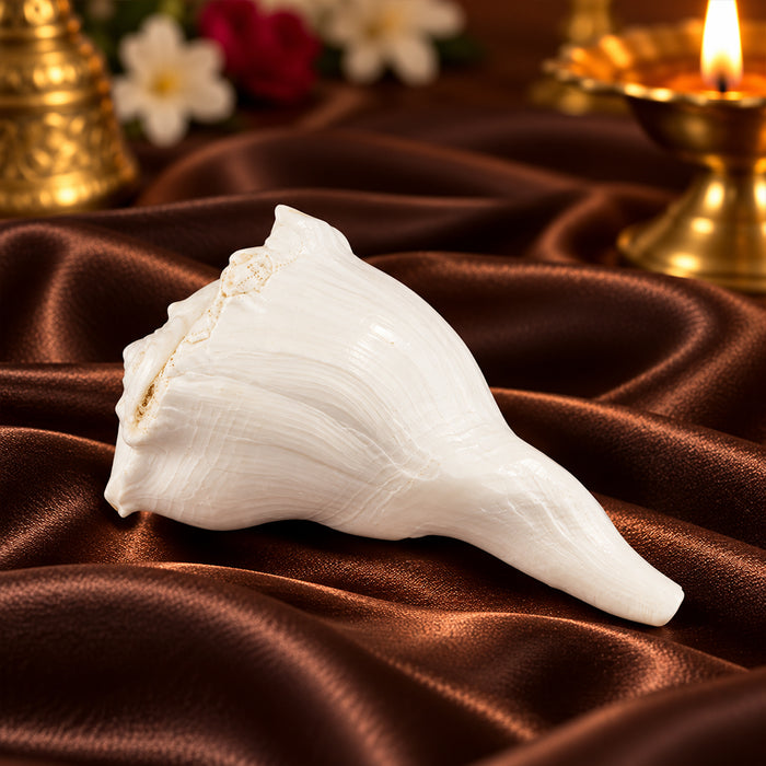 8 Inch Natural Dakshinavarti Valampuri Shankh – Sacred Shell