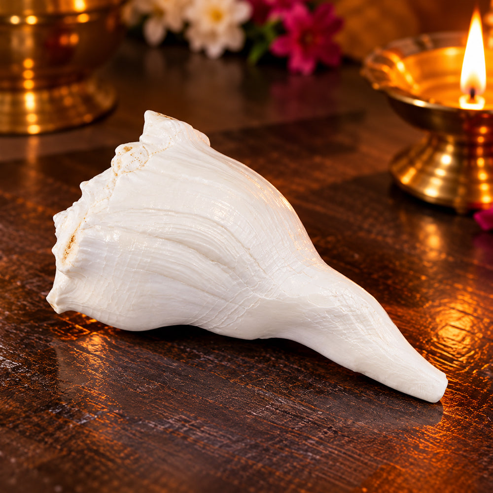 10cm Regular Dakshinavarti Shankh (Conch Shell)