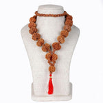 Siddha Mala with 1 Mukhi Underdeveloped (Collector Grade, Nepal- Thread)