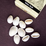 White Kodi for Pooja (11 Pc) – Sacred Cowrie Shells for Daily Pooja Needs