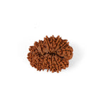 16 Mukhi Rudraksha (29.66mm)