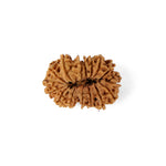 16 Mukhi Rudraksha (30.81mm)