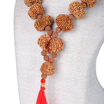 Siddha Mala with 1 Mukhi Underdeveloped (Collector Grade, Nepal- Thread)