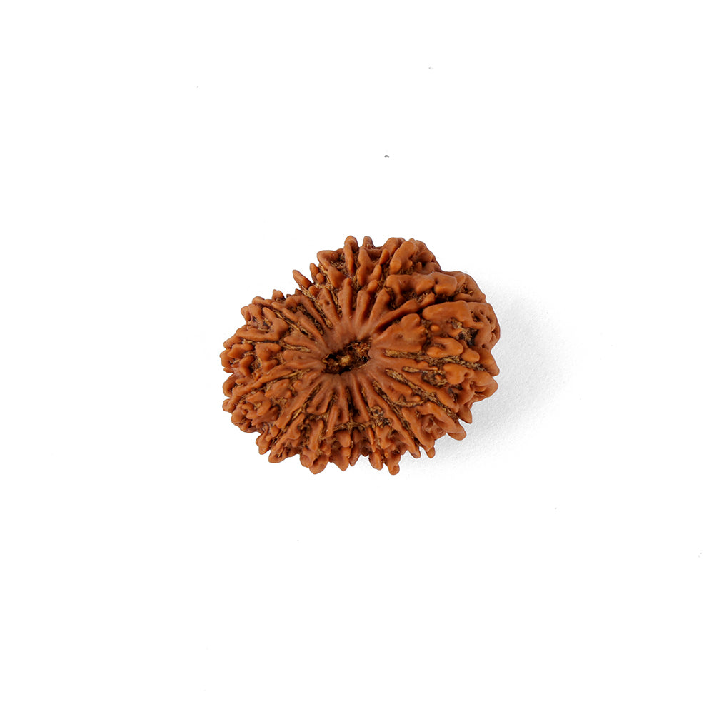 16 Mukhi Rudraksha (29.66mm)