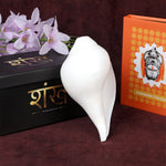 Natural 100% Original Vamavarti Shankha 6.5 Inch Blowing Conch for Pooja. India’s Largest Pooja Accessories Brand - www.satvikstore.in