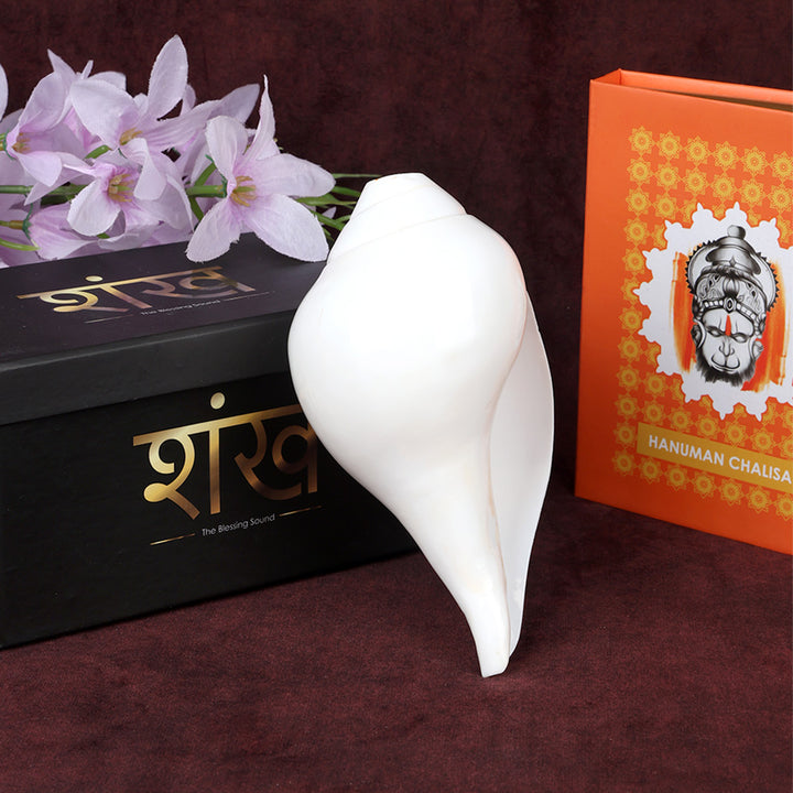 Natural 100% Original Vamavarti Shankha 6.5 Inch Blowing Conch for Pooja. India’s Largest Pooja Accessories Brand - www.satvikstore.in