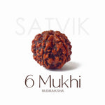 6 Mukhi Rudraksha bead natural Nepali regular six face Rudraksha. India’s Premium Rudraksha Beads Brand - www.satvikstore.in