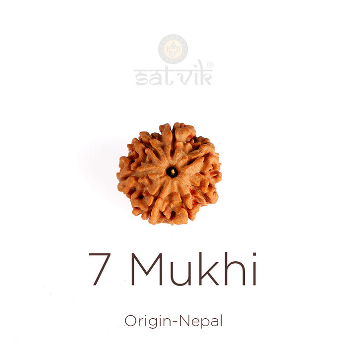 7 Mukhi Rudraksha Nepali regular | India’s Premium Rudraksha Beads Brand - www.satvikstore.in