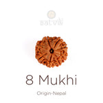 8 Mukhi Rudraksha (Super Collector)