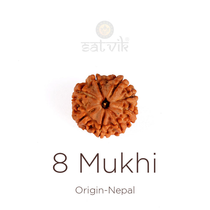 8 Mukhi Rudraksha (Regular)