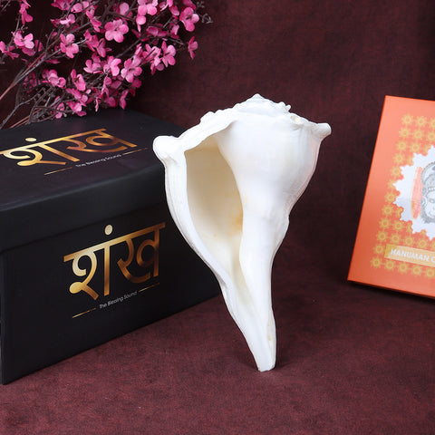 8 inch natural Dakshinavarti Valampuri Shankh sacred right-hand conch shell for pooja. India’s Largest Pooja Accessories Brand – www.satvikstore.in
