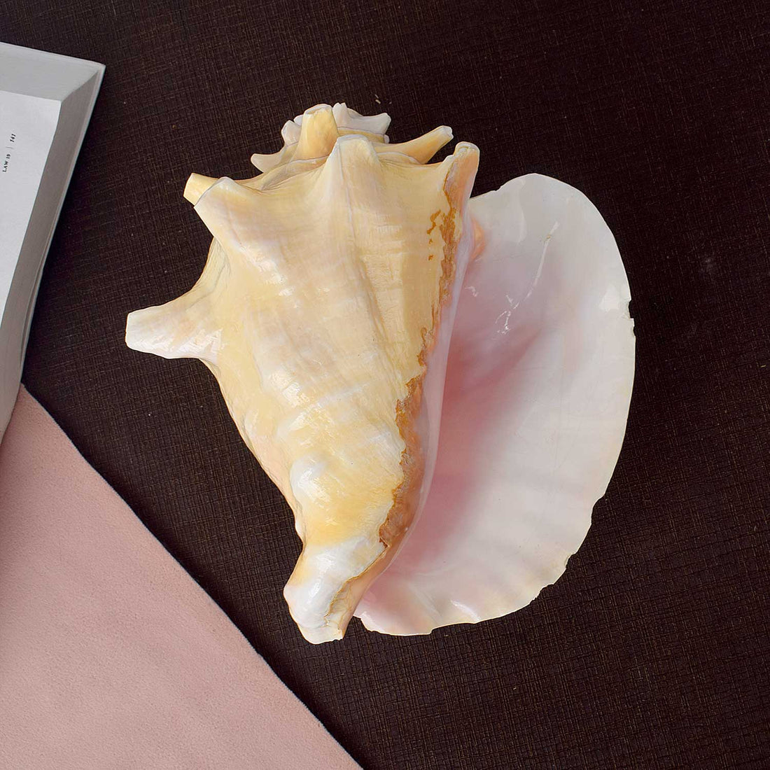 19cm Dakshinavarti Annapurna Shankh (Conch Shell) – For Abundance, Vastu & Blessings