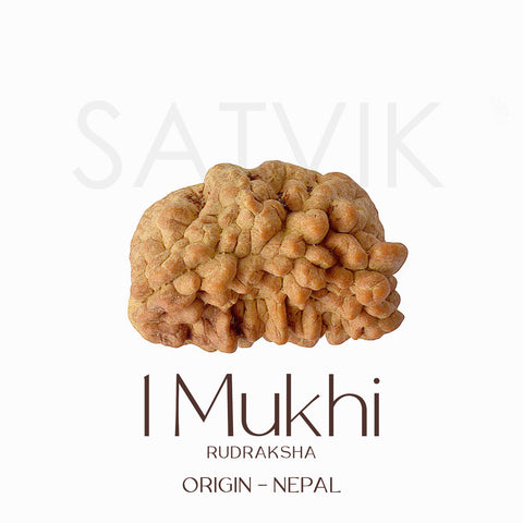 Certified 1 Mukhi Natural Rudraksha Bead (Nepali)