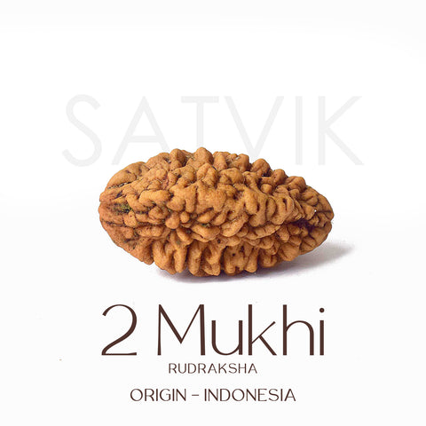 2 Mukhi Rudraksha Beads – Natural Certified Original Rudraksha for Spiritual Balance and Harmony. India’s Largest Pooja Accessories Brand - www.satvikstore.in
