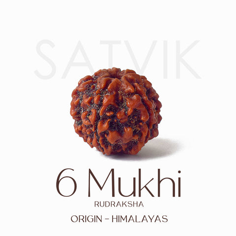 Certified 6 Mukhi brown Rudraksha bead placed on red fabric, symbolizing courage, focus, and inner discipline for spiritual and professional growth. India’s Largest Pooja Accessories Brand - www.satvikworld.com
