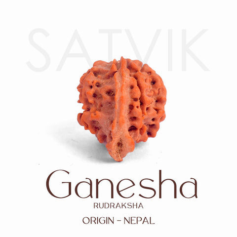 Certified natural Ganesh Mukhi Rudraksha bead from Nepal, showcasing multiple trunk-like protrusions symbolizing Lord Ganesha. India’s Largest Pooja Accessories Brand – www.satvikstore.in