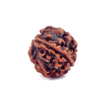 4 Mukhi Rudraksha (Regular)