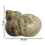 9cm Natural Green Turbo Shell (Turbo marmoratus) – Peace & Prosperity