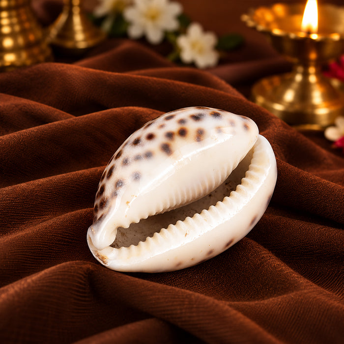 Big Size Kodi for Puja - Large Cowrie for Spiritual and Fiscal benefits