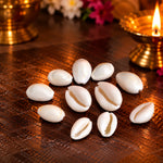 White Kodi for Pooja (11 Pc) – Sacred Cowrie Shells for Daily Pooja Needs