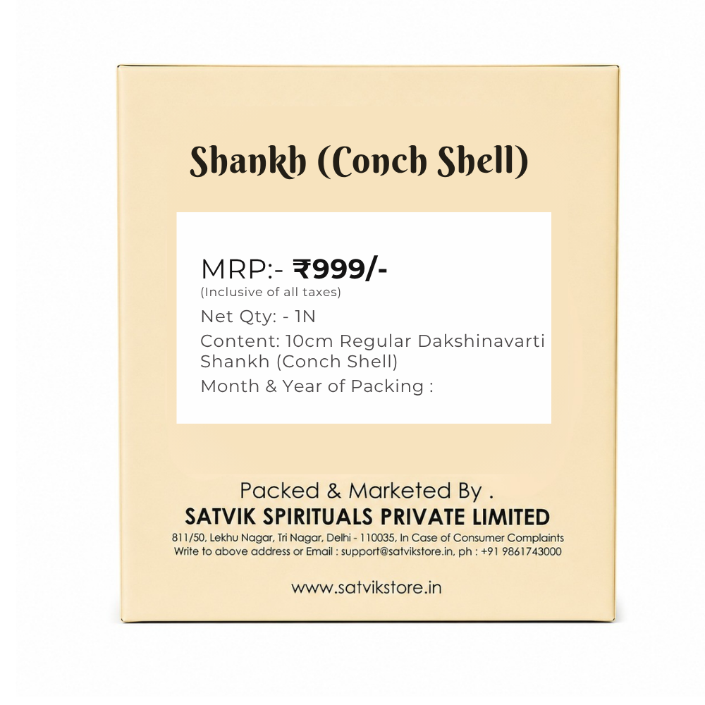 10cm Regular Dakshinavarti Shankh (Conch Shell)