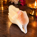 Debadutta Shankh (Turbinella Pyrum) – Sacred Symbol of Peace