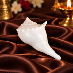 7.5cm Regular Dakshinavarti Shankh (Conch Shell) Assorted
