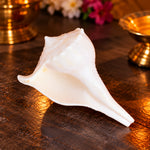 7.5cm Regular Dakshinavarti Shankh (Conch Shell) Assorted
