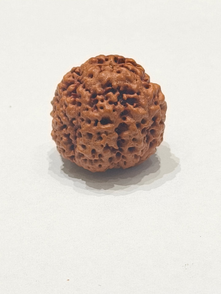 Nirakar Rudraksha bead natural Nepali premium formless Rudraksha. India’s Premium Rudraksha Beads Brand - www.satvikstore.in