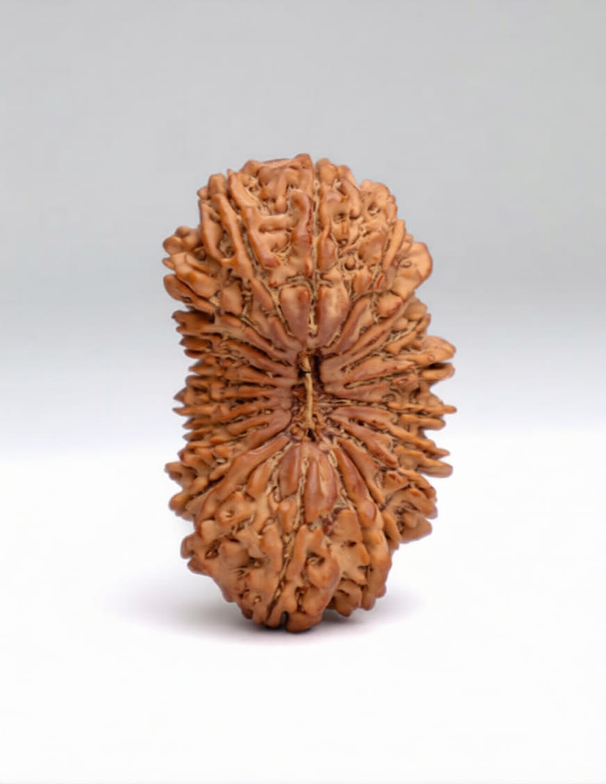 21 Mukhi Rudraksha